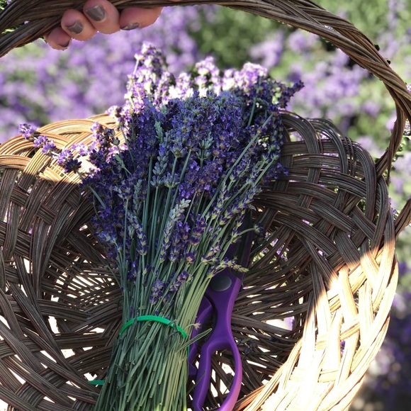 Meet your Posher, Kimberly - Picture 13 of 13